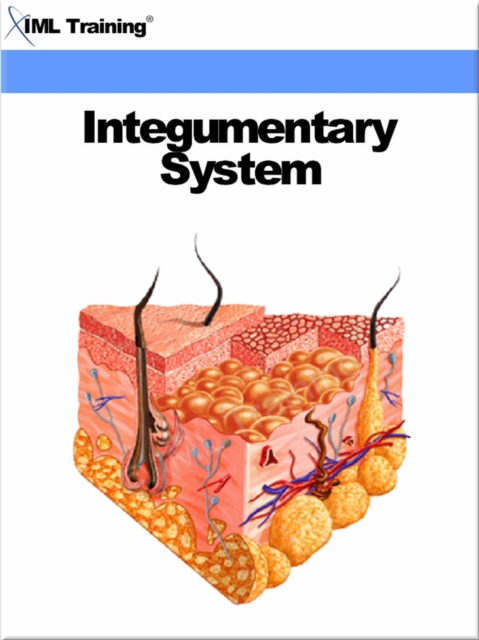 Integumentary System (Human Body)