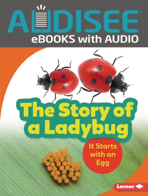 Story of a Ladybug