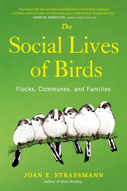 Social Lives of Birds