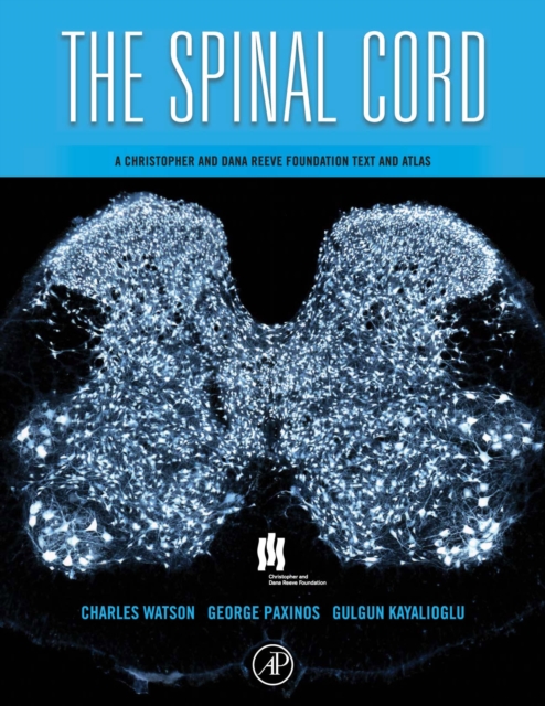 Spinal Cord