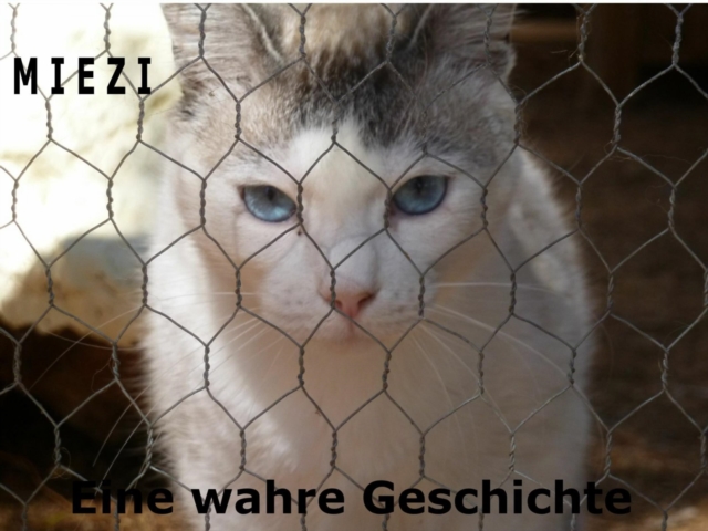 Miezi – Eine wahre Katzengeschichte