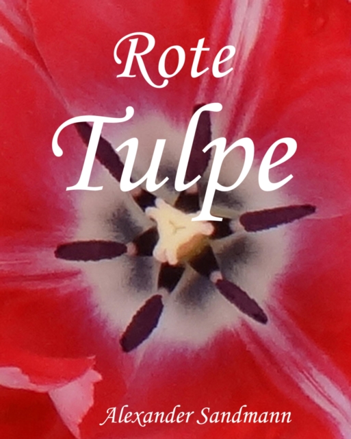 Rote Tulpe